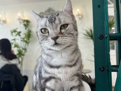 -共舞时光猫咖·狗咖(新街口店)