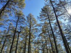 -塞罕坝国家级自然保护区