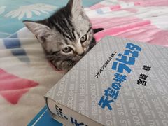 -欣宠猫屋·矮脚拿破仑·蓝金金渐层