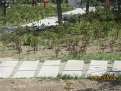 照片&nbsp;063-长春公园(普阳街道)