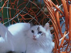 -猫亿天猫咖