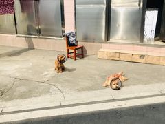 -关爱宠物医院·猫科中心·消化科(滨湖万达分院)