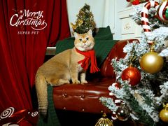 -超宠爱宠物摄影-Super pet