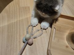 -猫腻·猫咖·撸猫馆(星光大道店)