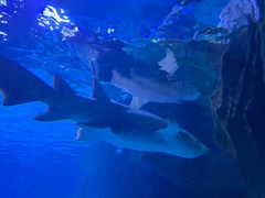 -石家庄海洋公园