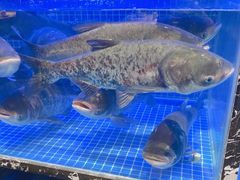 -姜君·千岛湖鱼头馆(浦东大道店)