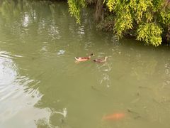 -海珠湖公园