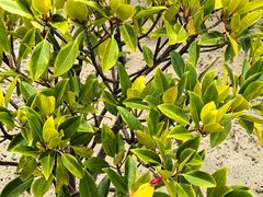 -北海金海湾红树林生态旅游区