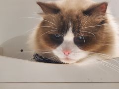 -喵喵咪呀布偶猫咖(春熙路店)