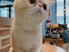 -猫咪咖啡·猫咖(万达广场店)