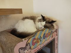 -猫腻·猫咖·撸猫馆(星光大道店)
