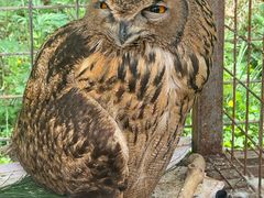 -青峰峡国家森林公园