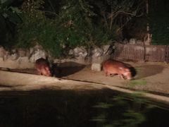 -清迈夜间动物园