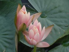 -荔枝公园(福田区)