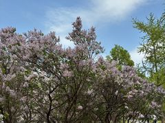 -海棠花溪(元大都城垣遗址公园)
