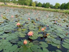 -宁波杭州湾国家湿地公园