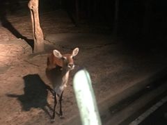 -清迈夜间动物园