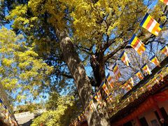 -少华山国家森林公园