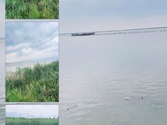 -哈素海