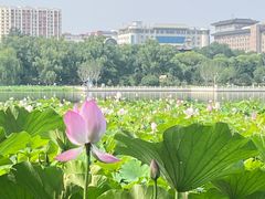 -莲花池公园