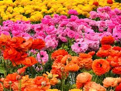 -龙大花卉苗木市场