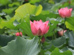 -莲花池公园