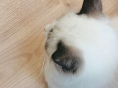 -MOYOYO猫咪咖啡店