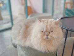 -喵屿·大理花园猫咖