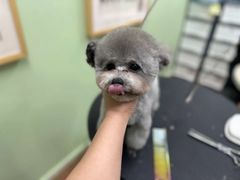 -鑫艺宠物美容培训学校