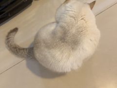 -平行世界·猫咖(首经贸店)