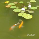 锦鲤与莲