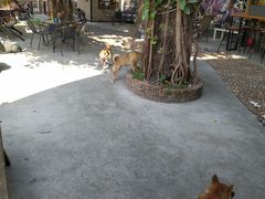 -柴犬高等学院·狗咖·柴犬售卖·宠物训练