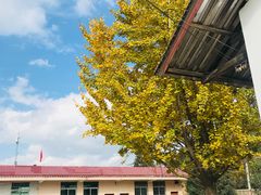 -南雄冯屋银杏山庄