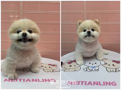 -FAELING PETS美天灵宠物(合生汇店)