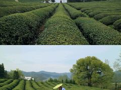 -婺源风景区