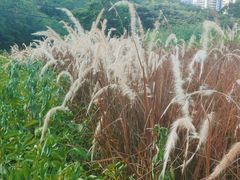 -玫瑰海岸文化旅游度假区