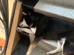 -喜柴咖啡·柴犬狗咖