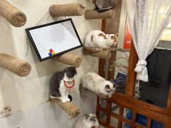 -共舞时光猫咖·狗咖(新街口店)