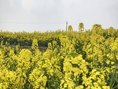 -三圣花乡旅游区