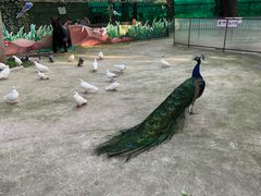 -史努比缤纷世界
