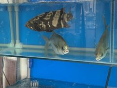 -芽庄老成都川菜馆