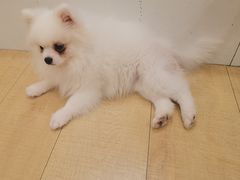 -Let's go狗咖·猫咖·奶狗·桌游(春熙路IFS店)