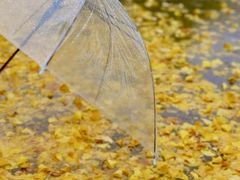 -三里屯东五街银杏大道