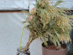 -北马山庄植趣咖啡
