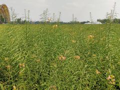 -中国天府农业博览园