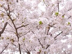 -武汉大学-樱园