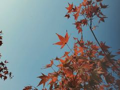 -淇河国家湿地公园