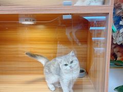 -猫十亿·布偶金渐层·曼基康矮脚猫舍(青年路店)