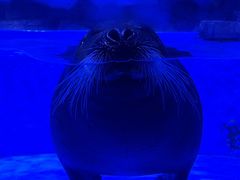 -上海海昌海洋公园