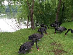 -长白岛森林公园